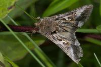 Autographa gamma