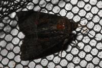 Oligia