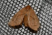 Apoda limacodes