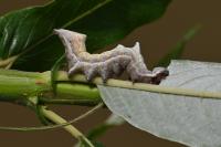 Notodonta ziczac