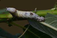 Notodonta ziczac