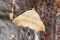 Laspeyria flexula