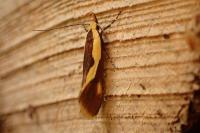 Harpella forficella
