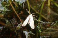 Acentria ephemerella