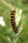 Tyria jacobaeae