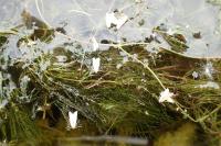 Acentria ephemerella