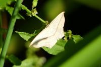 Timandra comae