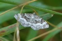 Epirrhoe alternata