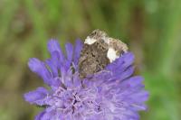 Tyta luctuosa