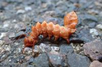 Stauropus fagi