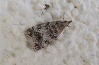 Eudonia lacustrata