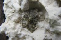 Hecatera dysodea