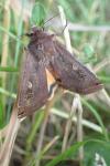 Noctua pronuba