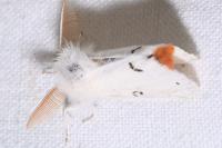 Euproctis chrysorrhoea