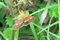 Pyrausta aurata