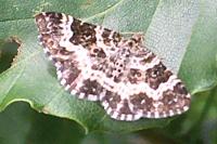 Epirrhoe tristata