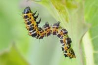 Cucullia lactucae