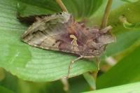 Autographa gamma