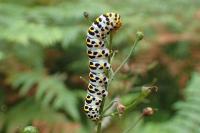 Cucullia scrophulariae