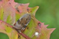 Noctua janthina