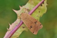 Noctua pronuba