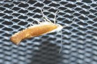 Argyresthia albistria