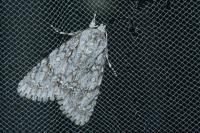 Acronicta aceris