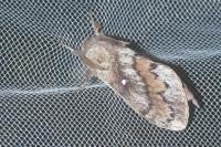 Dendrolimus pini pini