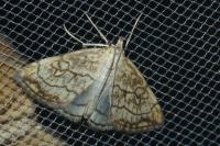 Evergestis pallidata