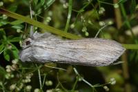 Cucullia umbratica