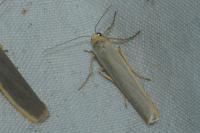 Manulea complana