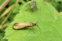Adela reaumurella