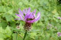 Nemophora metallica