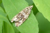 Celypha lacunana