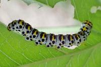 Cucullia scrophulariae