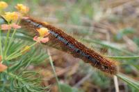 Malacosoma castrense
