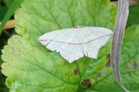 Timandra comae
