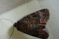 Amphipyra berbera svenssoni