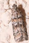 Dioryctria abietella