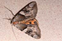 Catocala fulminea