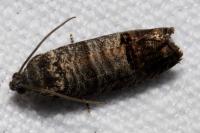 Cydia pomonella