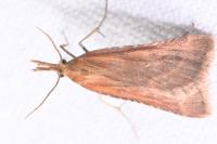 Synaphe punctalis