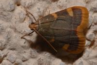 Hypsopygia costalis