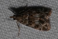 Eudonia mercurella