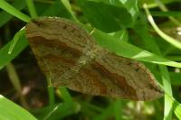 Scotopteryx chenopodiata