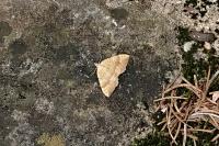 Camptogramma bilineata