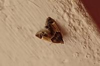 Pyralis farinalis