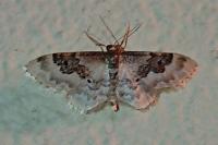 Idaea rusticata