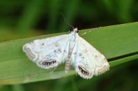 Cataclysta lemnata