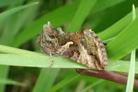 Autographa gamma